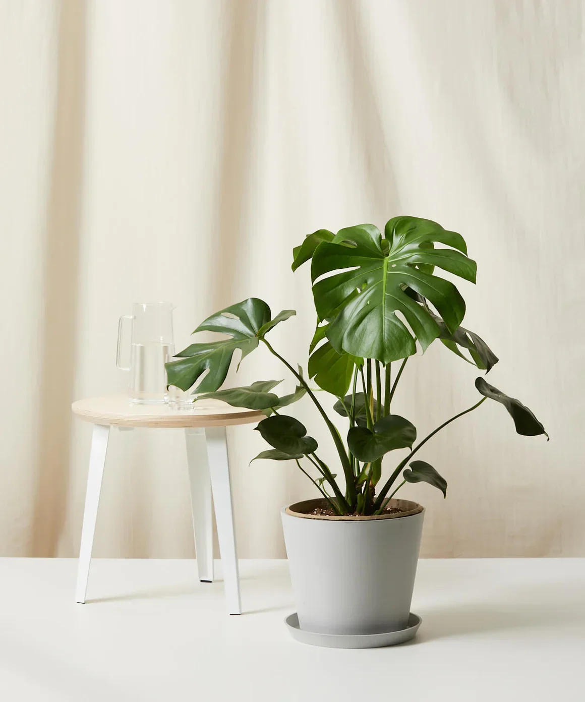 A monstera plant in a beige room next to a stool.
