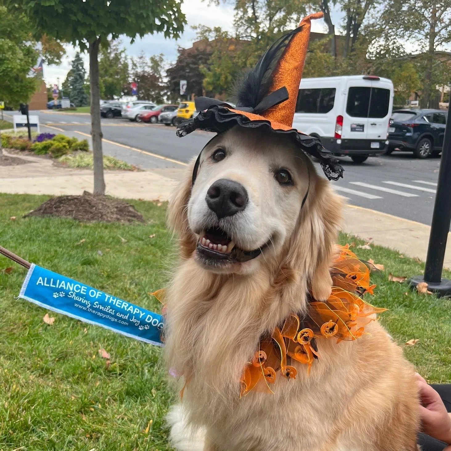 Golden retriever in Halloween costume.